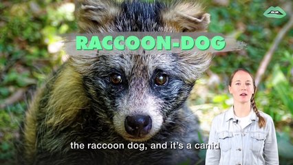 The Racoon-Dog Exposed
