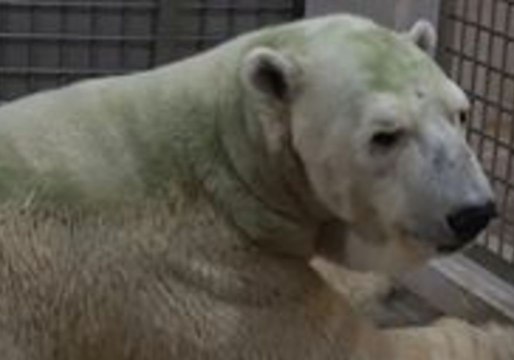 Singapore's Last Polar Bear Dies at Wildlife Reserves Zoo