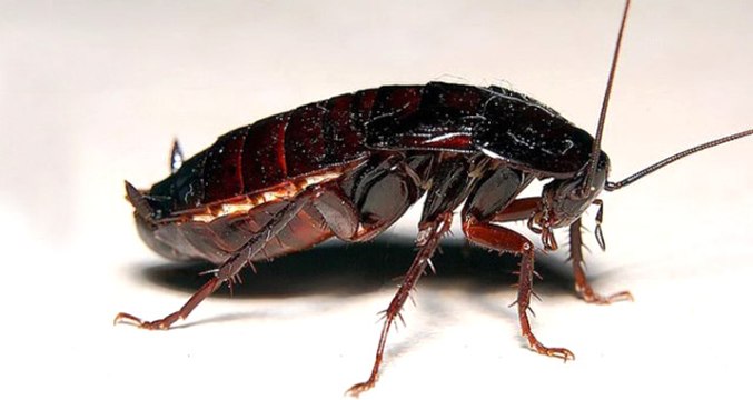 Çin, Devasa Çiftliklerde Yılda 6 Milyar Hamam Böceği Üretiyor