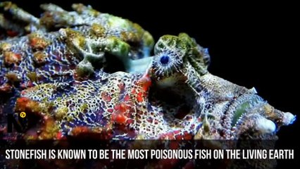 Top 10 Most Dangerous Fish In the World - You've ever seen before