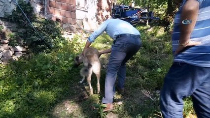 Cami imamından örnek davranış...Aracın çarptığı sokak köpeğine sahip çıktı