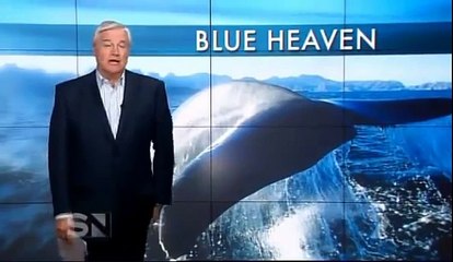 Worlds Largest Blue Whale Ever - Discovered in Sri Lanka