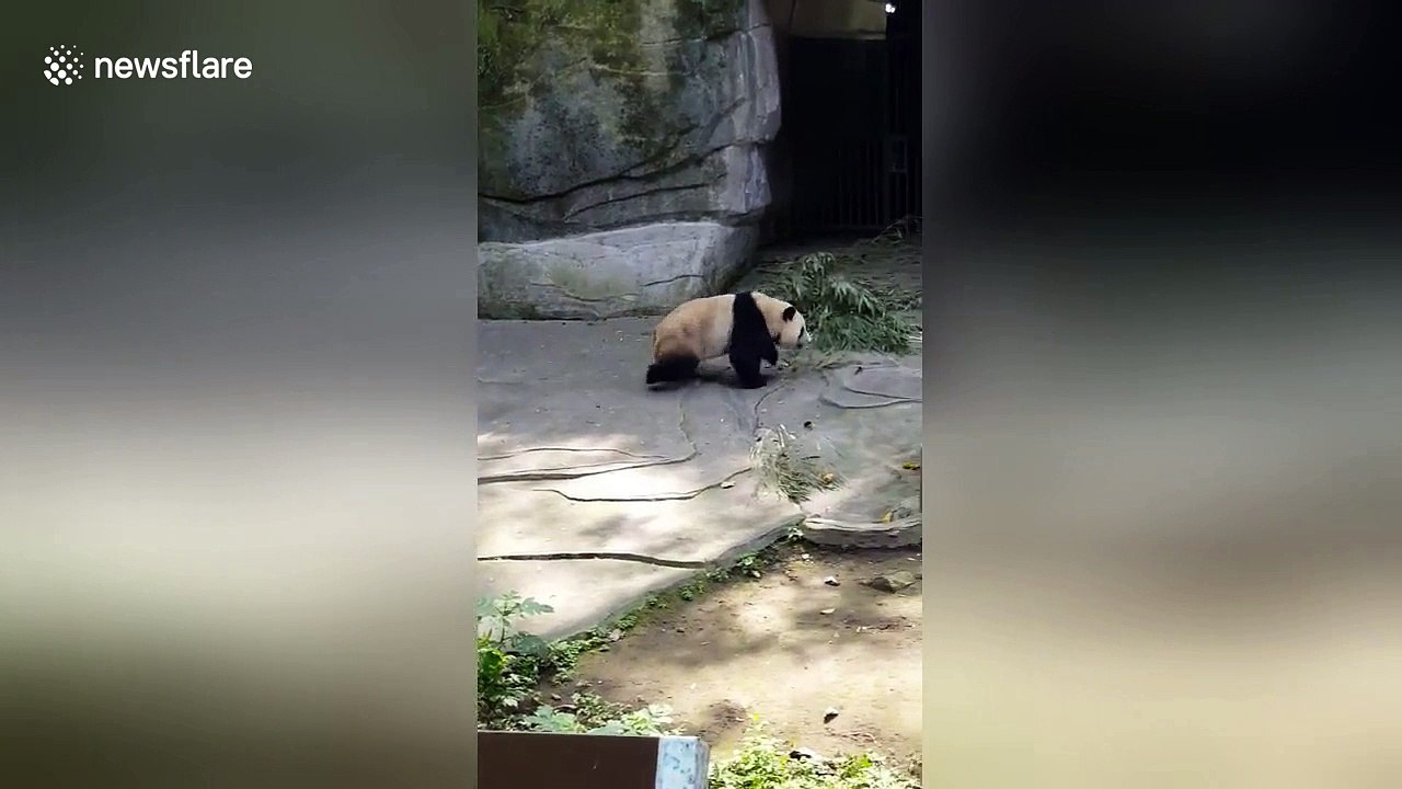 Panda cub puts on show for Aussie grandparents on first foreign trip for 40 years