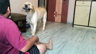 Labradors. Chaddy Buddy - A short film on the beautif