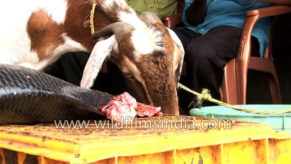 Am I the only vegetarian left? Even this goat eats meat!