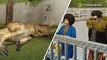 Pengunjung kebun binatang Cina lemparkan batu ke kangguru - TomoNews