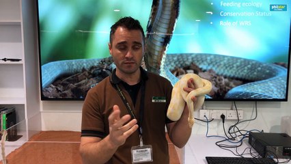 Expert explains the cruel process of snake skin farming