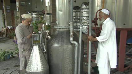 هذا الصباح- أفغانستان تستبدل الخشخاش والمخدرات بالعطر والورود