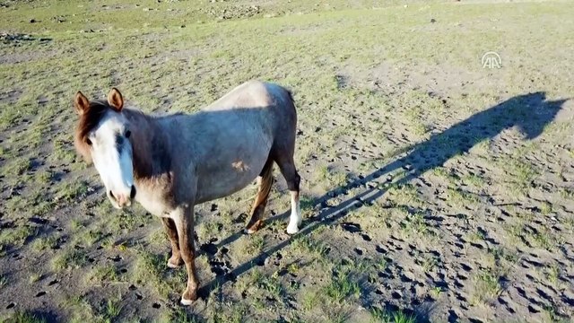 Ağrı Dağı'nın yılkı atları ilgi çekiyor - IĞDIR
