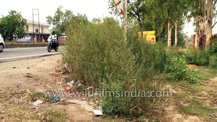 Marijuana weed that is 9 feet tall grows along this highway in India!