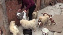 Sınırda Yakalanan Yavru Köpekler İçin İhale Yapıldı - Edirne