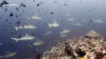 ‘A complete one-off’: UK diver surrounded by 30 reef sharks in Maldives