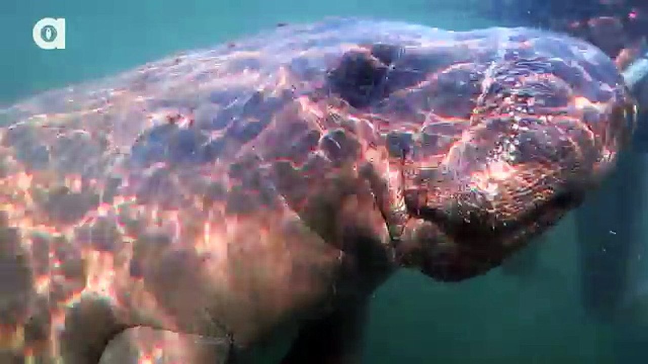 Swimming with Giants!