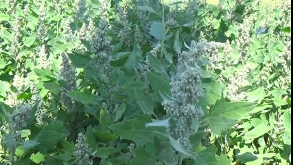 Çiftçinin Yeni Gözdesi Kinoa