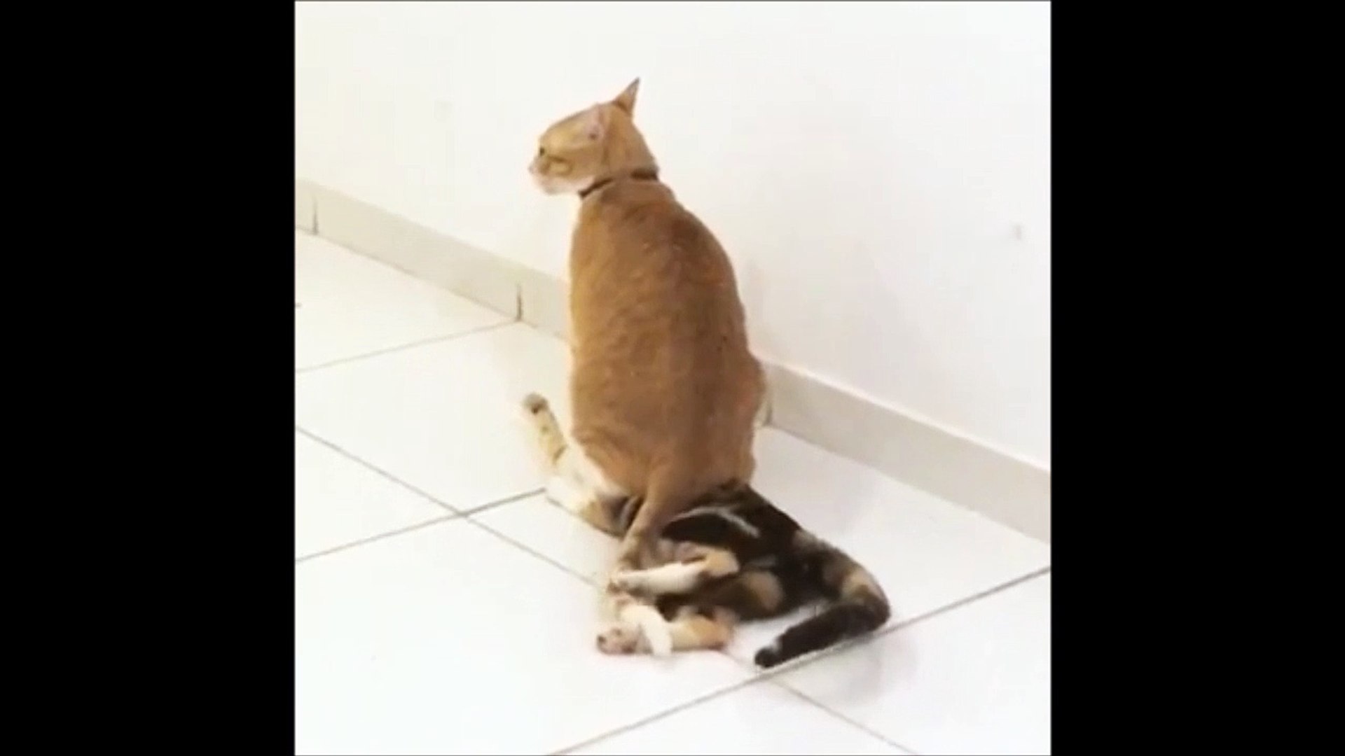 Un Chat Assis Sur Un Autre Chat A La Cool Video Dailymotion