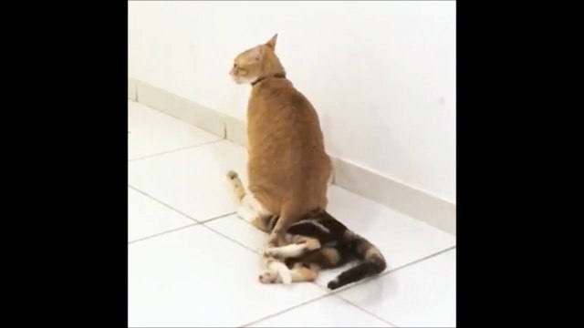 Un chat assis sur un autre chat... à la cool