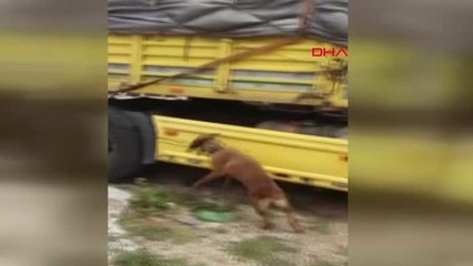 Adana Kuru Yapraklar İçine Gizlenen 19 Bin Paket Gümrük Kaçağı Sigara Yakalandı