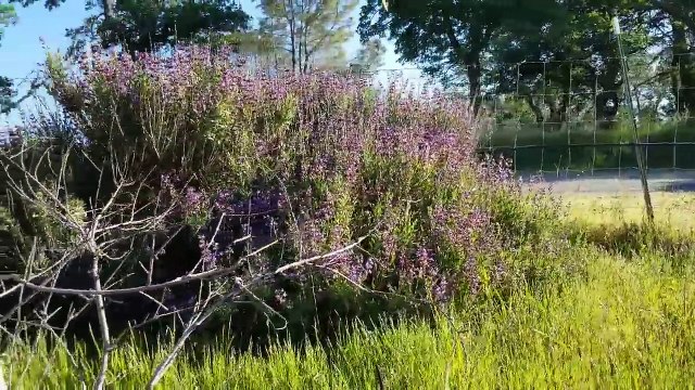 Blue Van Dan's Corning, California 3.36 acre Organic property for sale