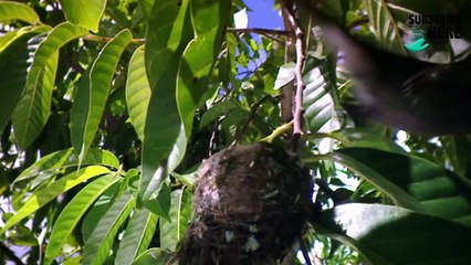 Cuba: The Seed of Paradise (part 5/5)