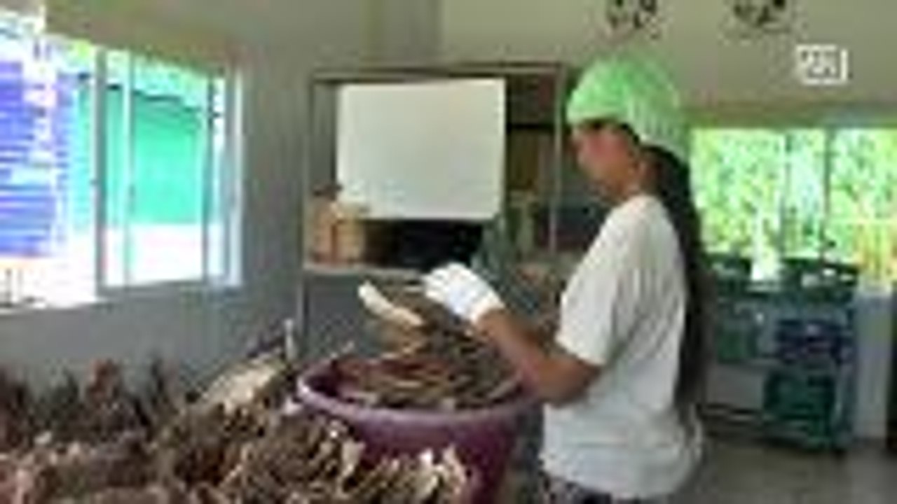 ASEAN Scoop: Food containers made of nut plam t...