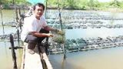 ASEAN Scoop: Seaweeds earning grower handsome income