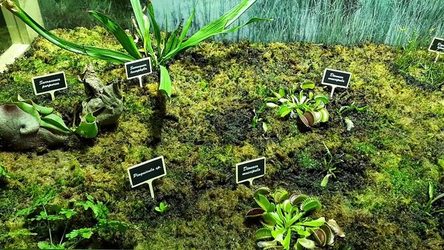 Les plantes carnivores au Palais de la découverte