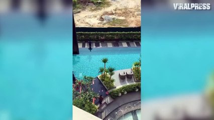 Monitor Lizard Goes For A Swim