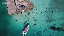 Drone footage shows sharks circling fishing boat in the Bahamas