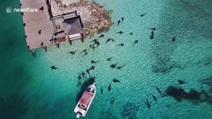 Drone footage shows sharks circling fishing boat in the Bahamas