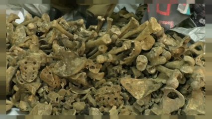 Ruanda'da soykırıma ait toplu mezardan binlerce insan iskeleti çıkarılıyor