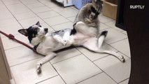 Енот помогает ветеринару лечить животных в Ростове-на-Дону