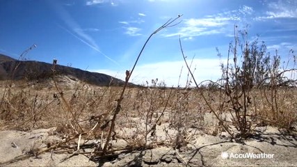 California's spectacular super bloom unlikely to blossom