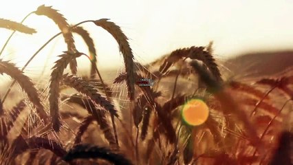 VxY - Freedom Orchestral EDM