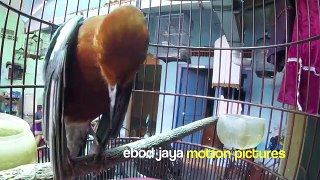 SUARA BURUNG : Joki Cilik Bikin Anis Merah Teler Gacor dari Mojokerto