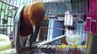 SUARA BURUNG : Joki Cilik Bikin Anis Merah Teler Gacor dari Mojokerto