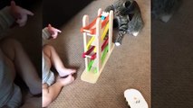 Babies and Cat are Best Friend   Babies and Cats Playing Together Part 3