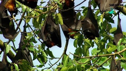 Komodo and Sumatra: Land of Dragons (part 5/5)