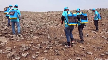 Siverek'te çekirge istilasına karşı ilaçlama çalışması başlatıldı - ŞANLIURFA