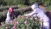 Isparta Türkiye'nin Gül Bahçesi Isparta'da Güller Açtı