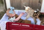 Adorable Infant Bonds with Baby Goats
