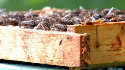 EU votes for a permanent ban on bee-harming pesticides