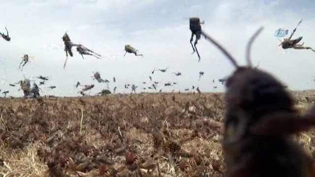 Çekirgeler Köyü İstila Etti