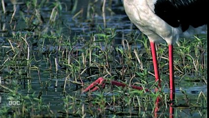 The Unicorn of India. Submerged | Nature