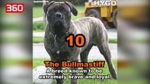 Cilat janë 10 rracat e qenve me të cilët nuk duhet të ngatërroheni? (360video)
