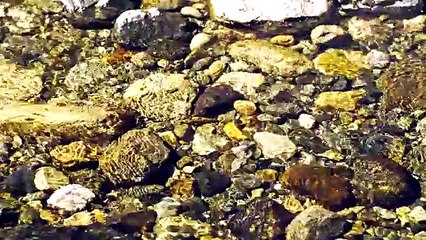 4K (Ultra HD) Waterfalls Scenery with Nature Sounds - Water & Forest - Video Trailer 1