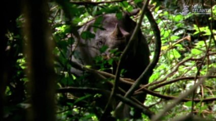 Komodo and Sumatra: Land of Dragons (part 2/5)