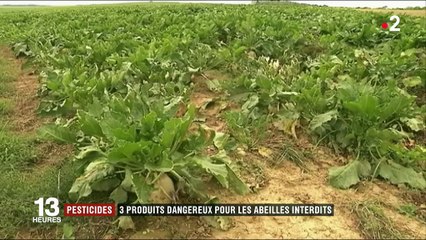 Néonicotinoïdes : trois pesticides interdits par l'Union européenne