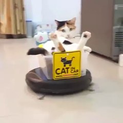 Hilarious Pets vs. Vacuums: Try Not to Laugh Challenge 🐾