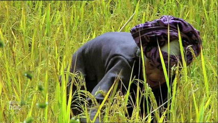 Indonesia. Sulawesi Island | Tribes & Ethnic Groups