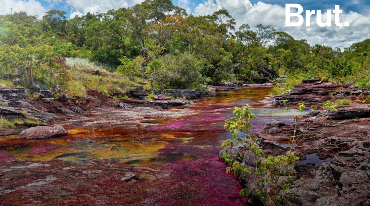 Caño Cristales, la "rivière aux 5 couleurs"